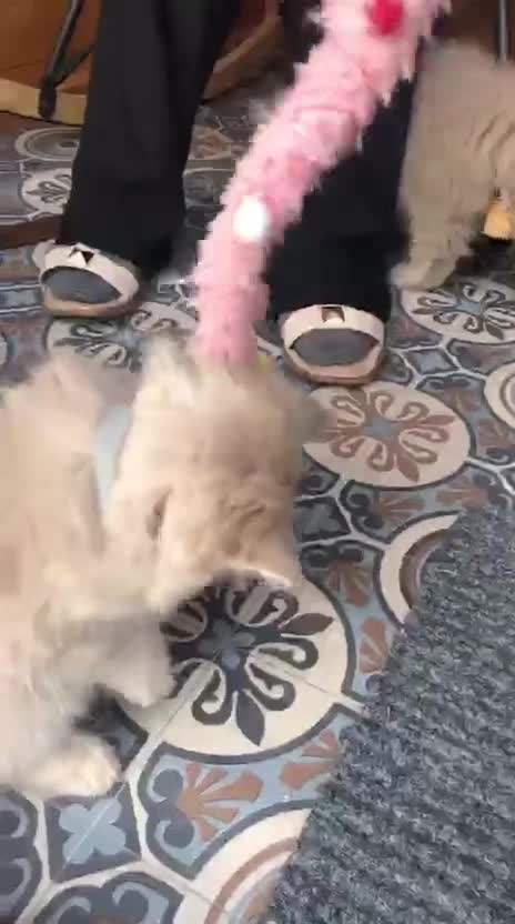 British Longhair cats for sale: 3 X BLH Haired kittens, READY NOW - Video 2