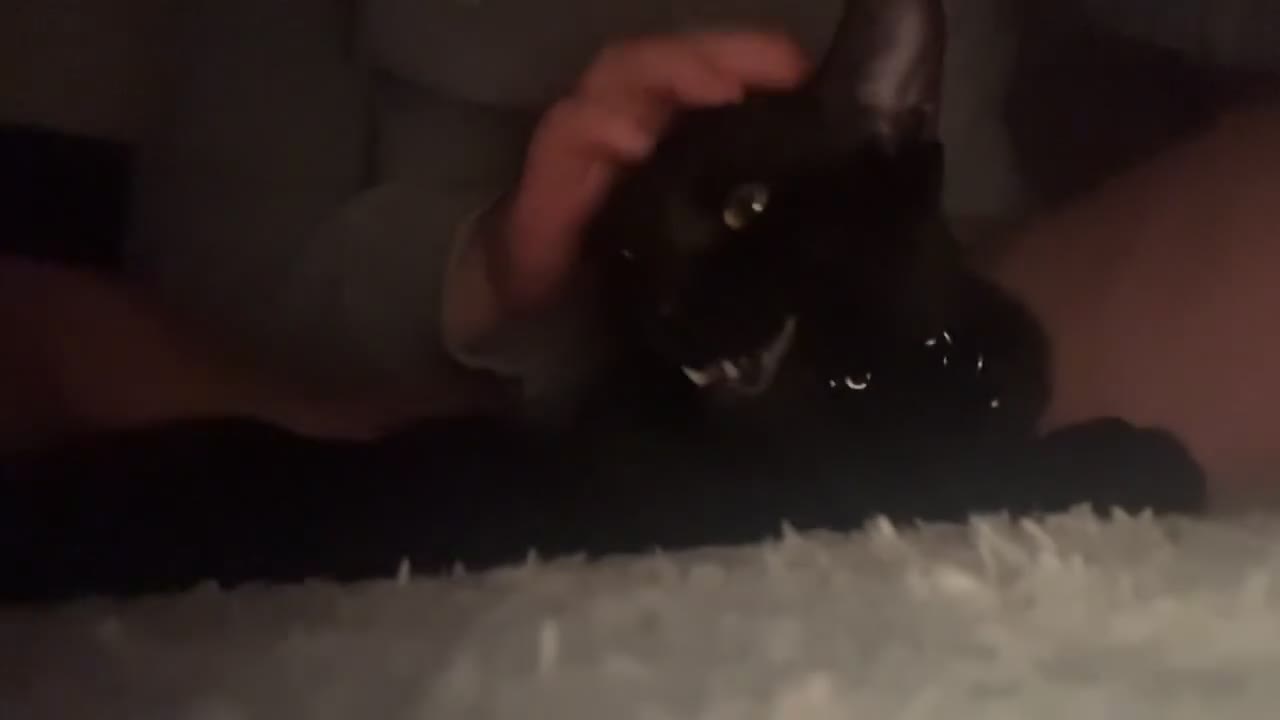 Mixed Breed cats for sale: Dad and Daughter  - Video 1