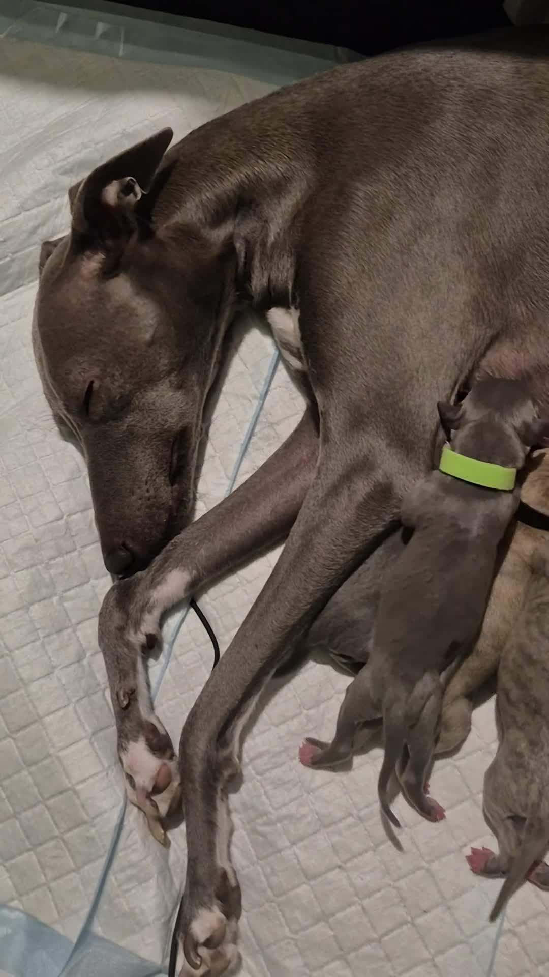 Whippet dogs for sale: KC Whippet Puppies - Champion Lines - Video 2