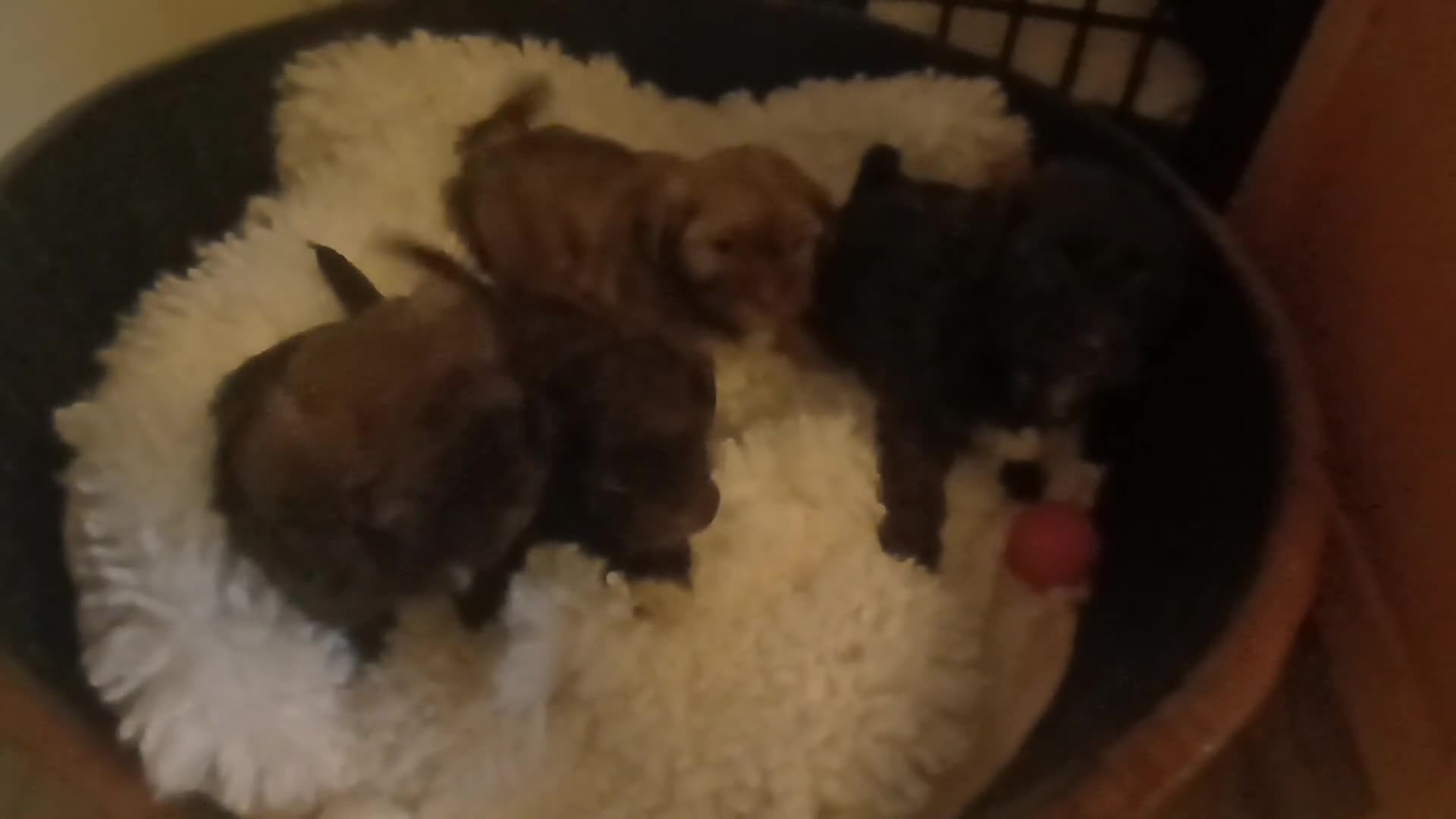 Shihpoo dogs for sale: shihpoo pups ONE BOY LEFT  - Video 1