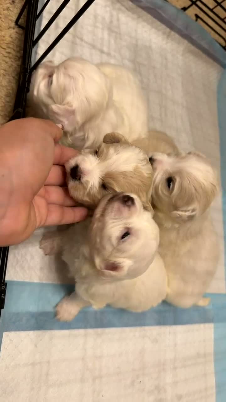 Maltese dogs for sale: Adorable Maltese Puppies for Sale 3 Boys 1 Girl in Ilford - Video 1