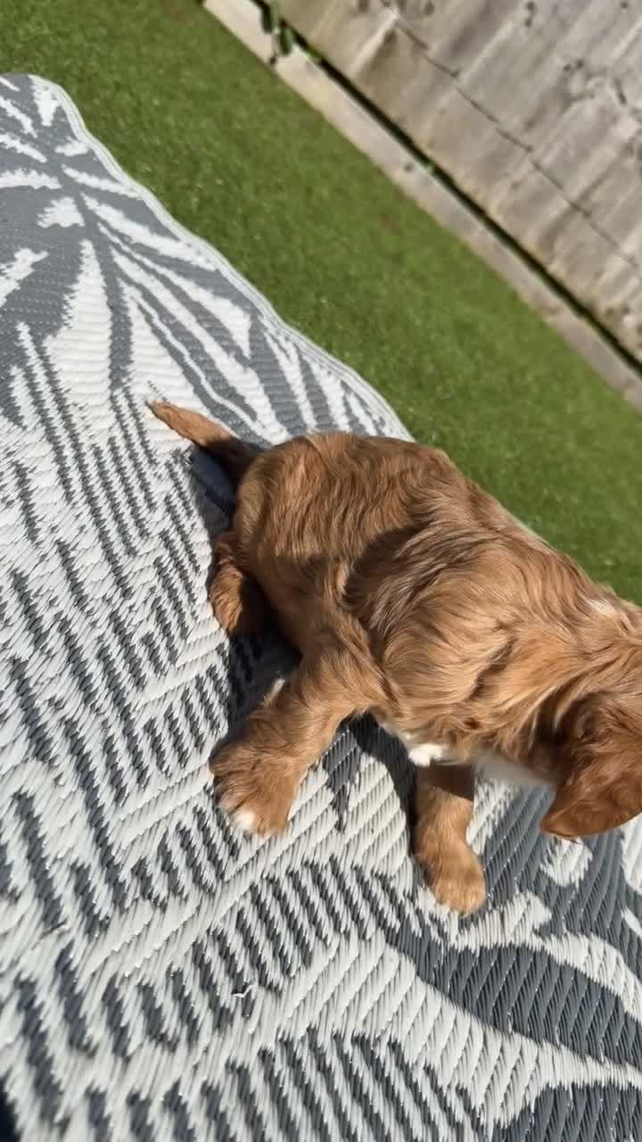 Cavalier King Charles Spaniel dogs for sale: 2x KC stunning CKCS Ruby ❤️ - Video 2