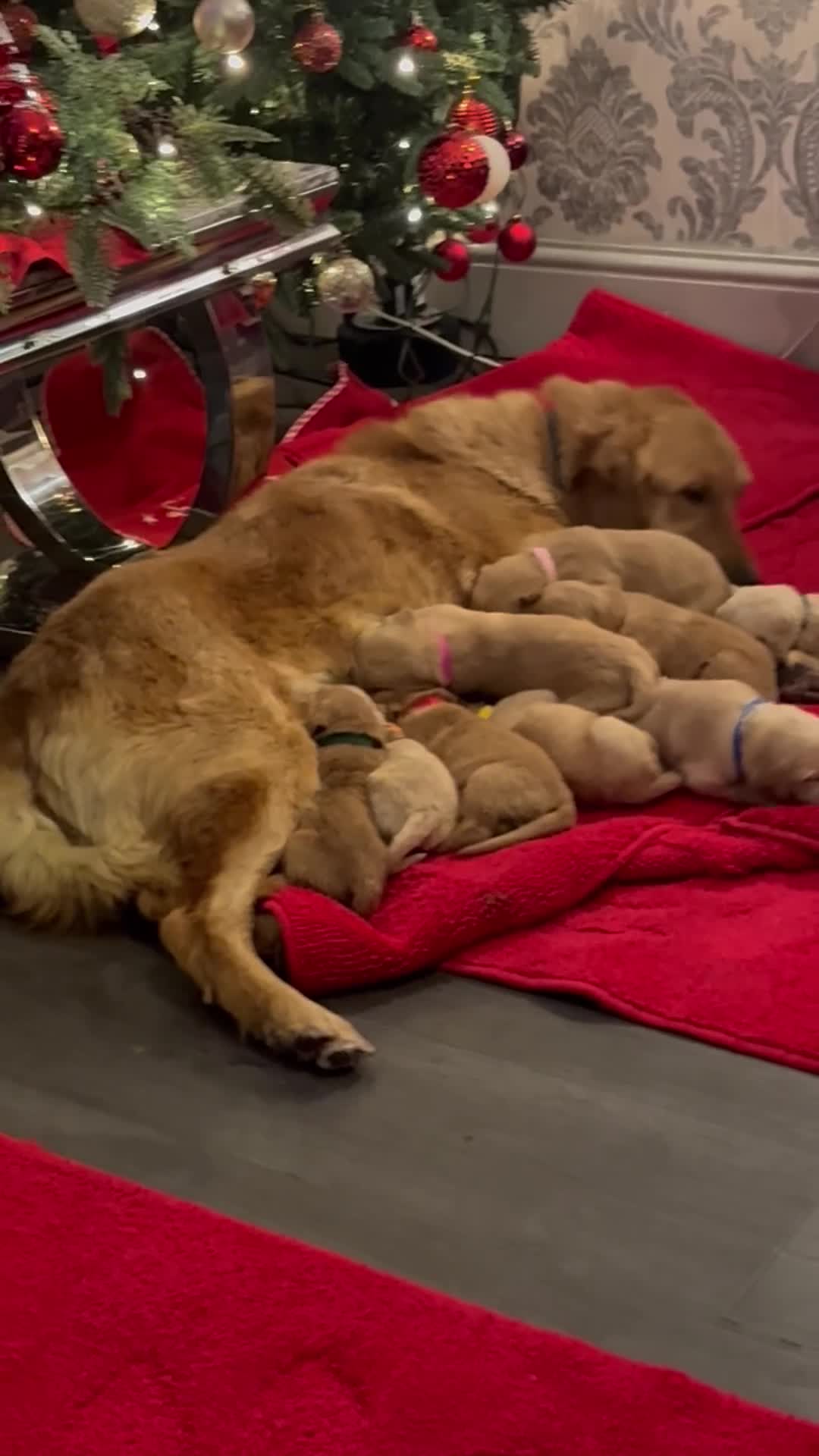 Golden Retriever dogs for sale: Adorable golden retriever puppies  - Video 3