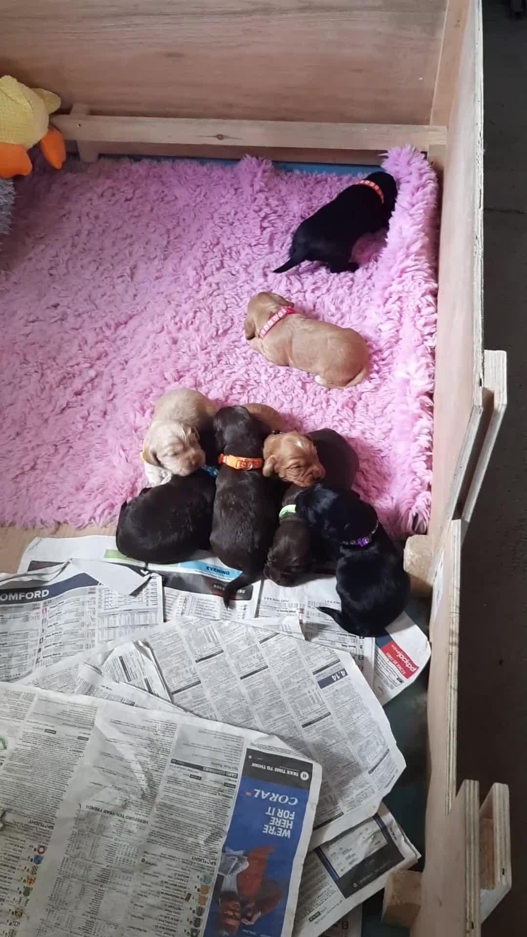 Cocker Spaniel dogs for sale: KC registered Working Cocker Spaniel pups - Video 3