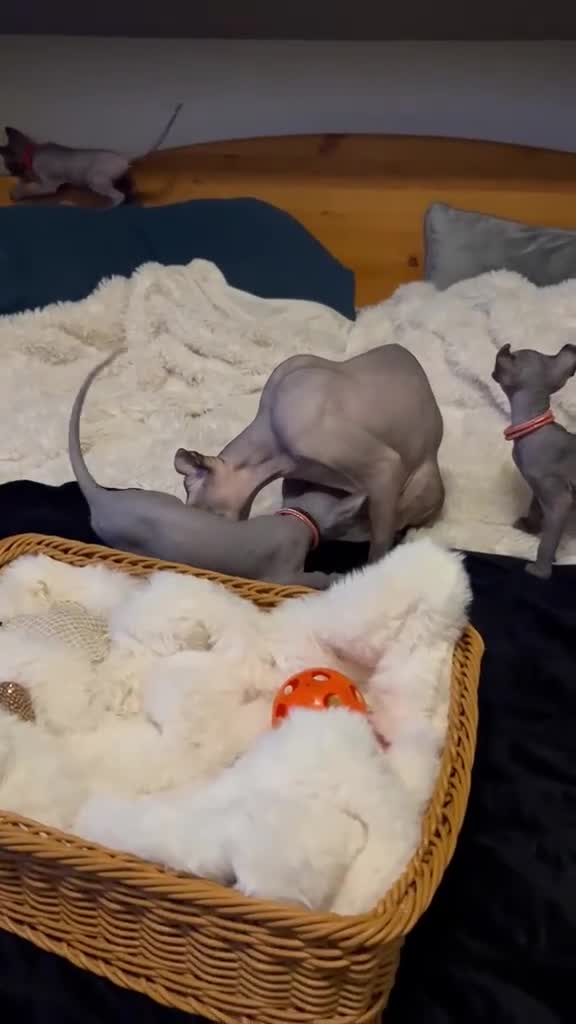 Sphynx cats for sale: Five beautiful girls for sale  in Warrington - Video 1