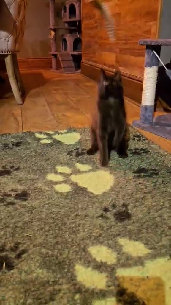 Maine Coon cats for sale: GCCF Maine Coon kittens 1 black F 1 black smoke M - Video 5