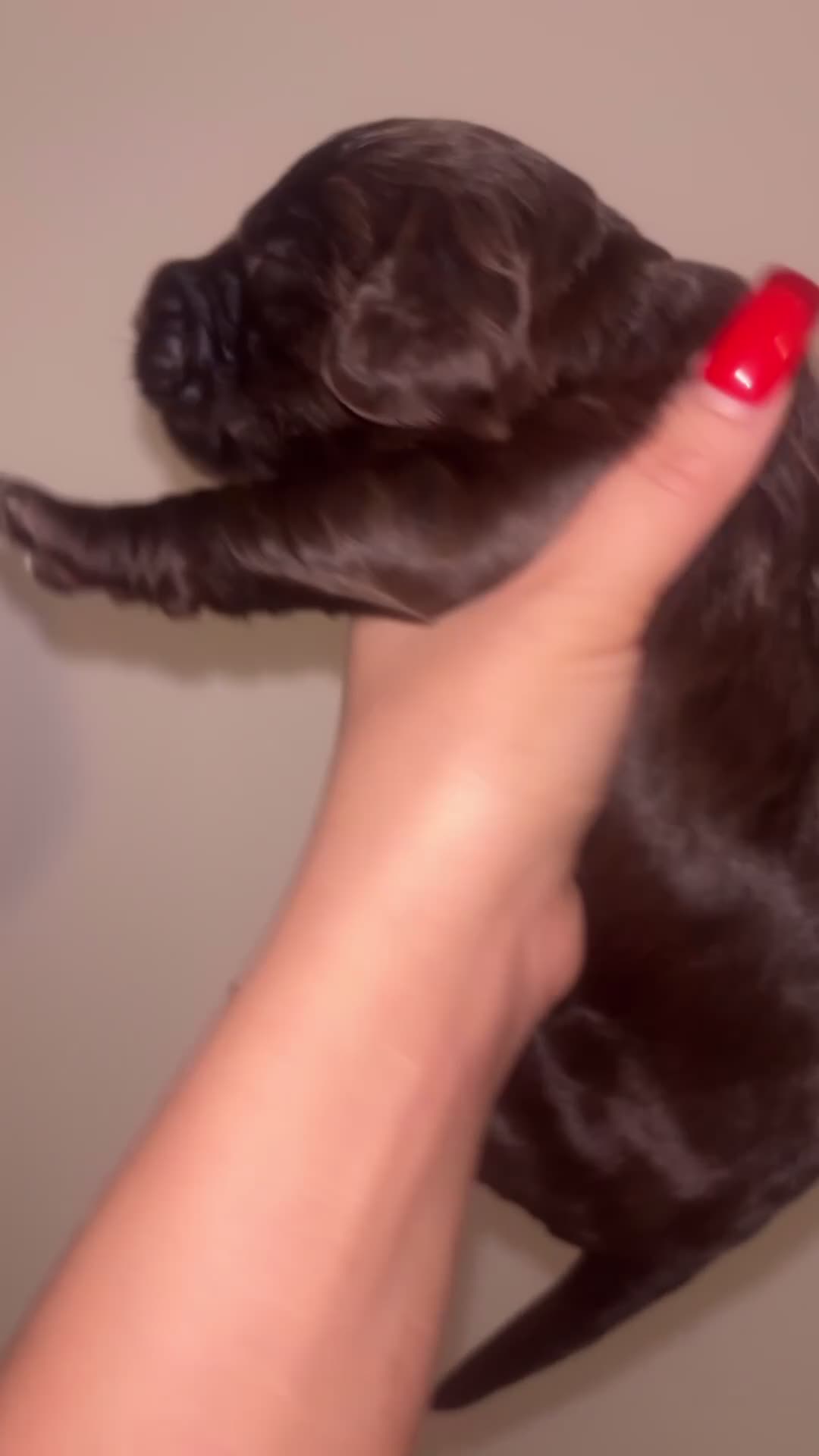 Cockapoo dogs for sale: Cockapoos puppies for sale *ready 19th feb* - Video 1