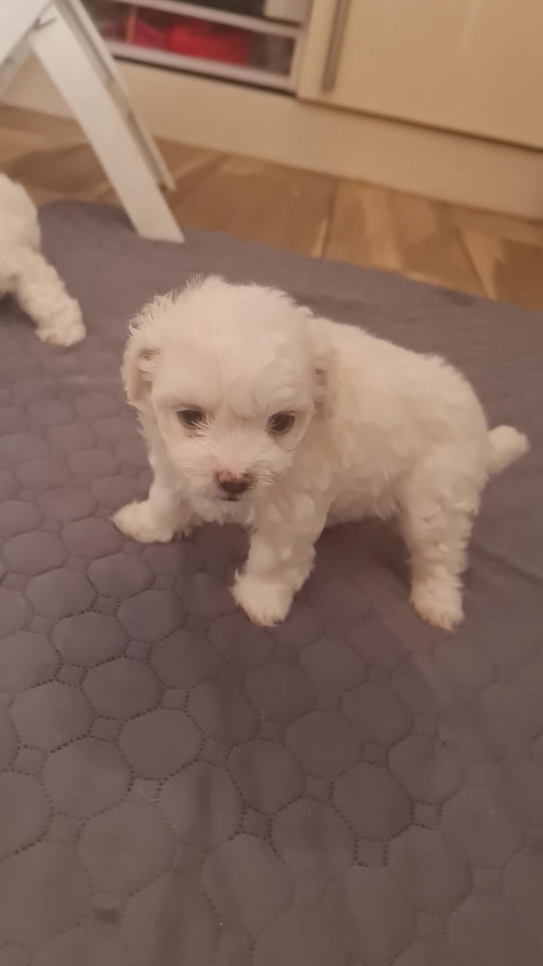 Bichon Frise dogs for sale: Gorgeous bichion frize puppies  - Video 1