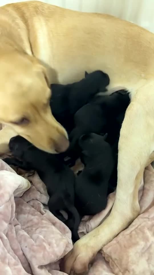 Labrador Retriever dogs for sale: Black Labrador retriever - Video 1