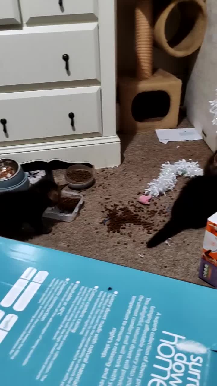 Maine Coon cats for sale: Maine coon kittens  - Video 2