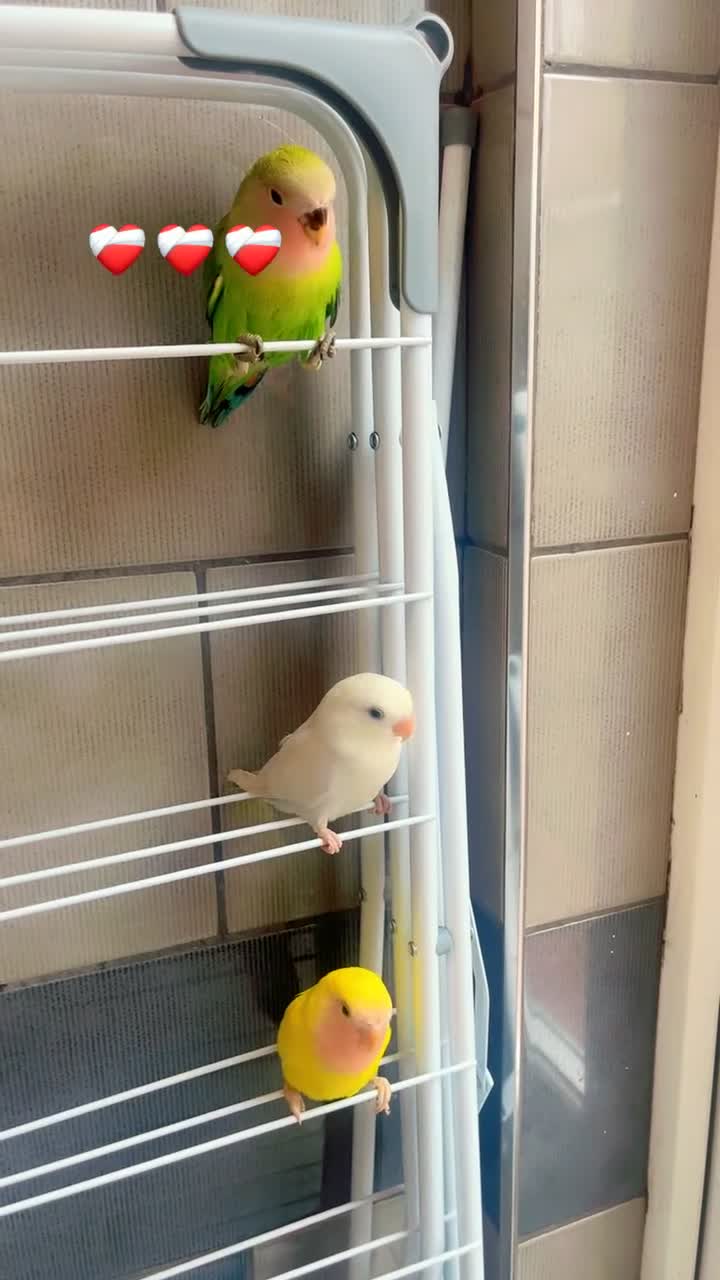 Lovebirds birds for sale: Love birds - Video 3