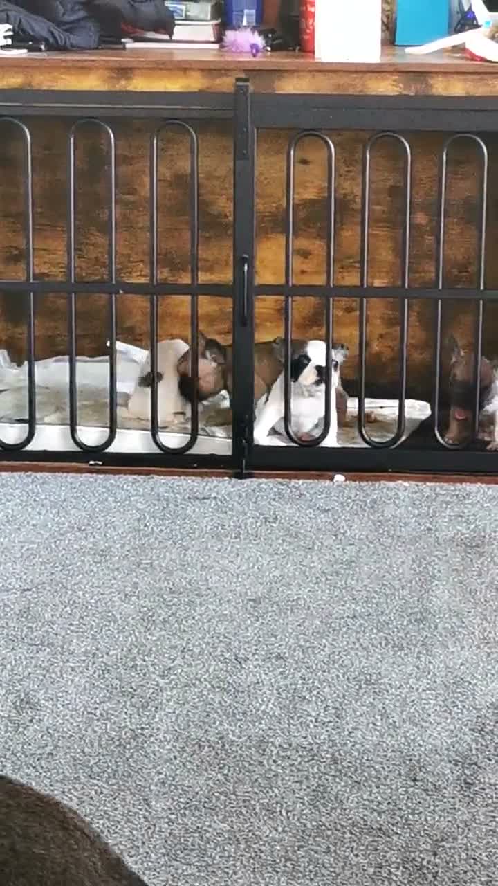 French Bulldog dogs for sale: Ms  **  KRASTA  - Video 2