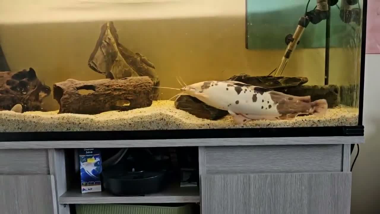 Catfish fish for sale: Clarias catfish in Doncaster - Video 1