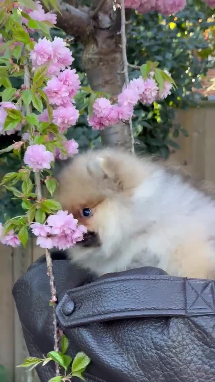 Pomeranian dogs for sale: ♥️ Adorable Pomeranian Puppies ♥️ - Video 1
