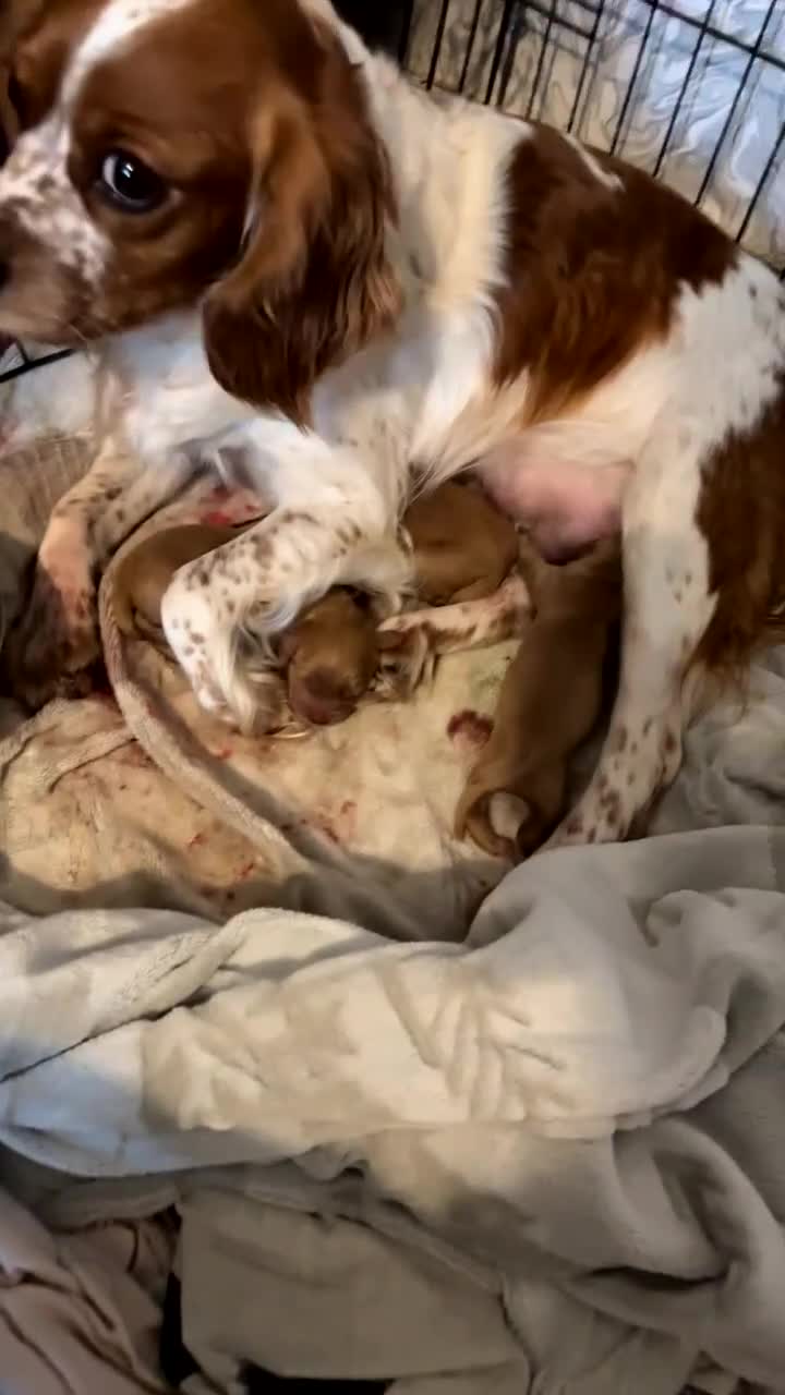 Cockapoo dogs for sale: 3 beautiful puppies left - Video 1