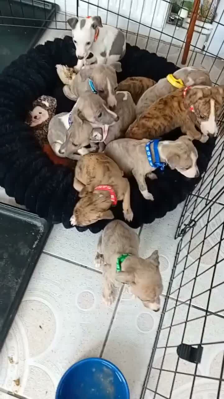 Whippet dogs for sale: Stunning Whippet Puppies for sale in Chesterfield - Video 1