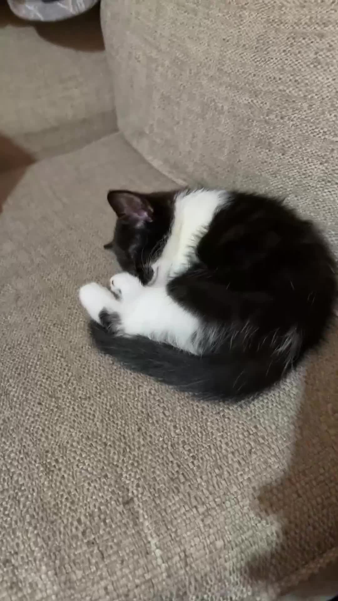 British Shorthair cats for sale: beautiful little girl - Video 1