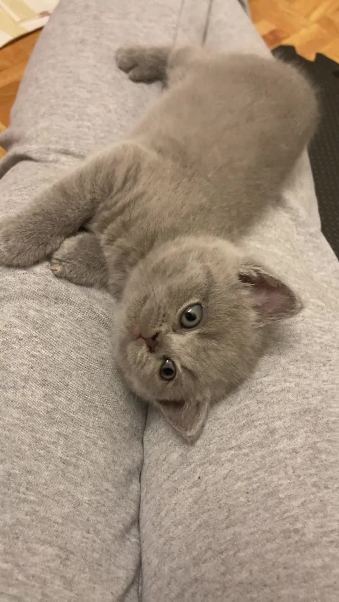 British Shorthair cats for sale: British Shorthair Blue Kittens – (2 boys, 2 girls) - Video 3