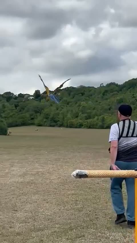 Macaws birds for sale: 6 year old blue and gold macaw  - Video 1