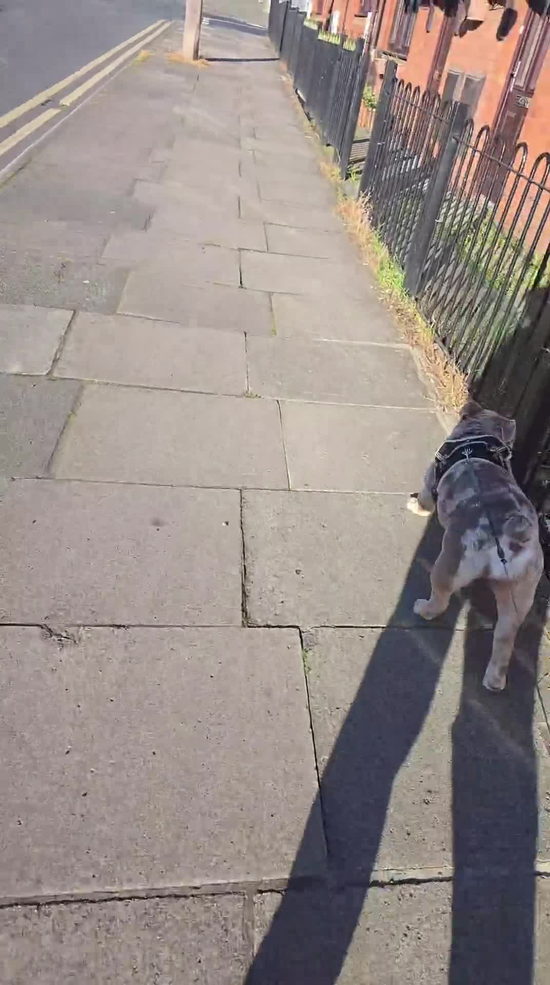 English Bulldog dogs for sale: Narla - Video 1