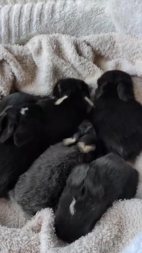 Mini Lop rabbits for sale: Beautiful Mini Lops For Sale  ˖Ი𐑼⋆ FOUR LEFT  - Video 1