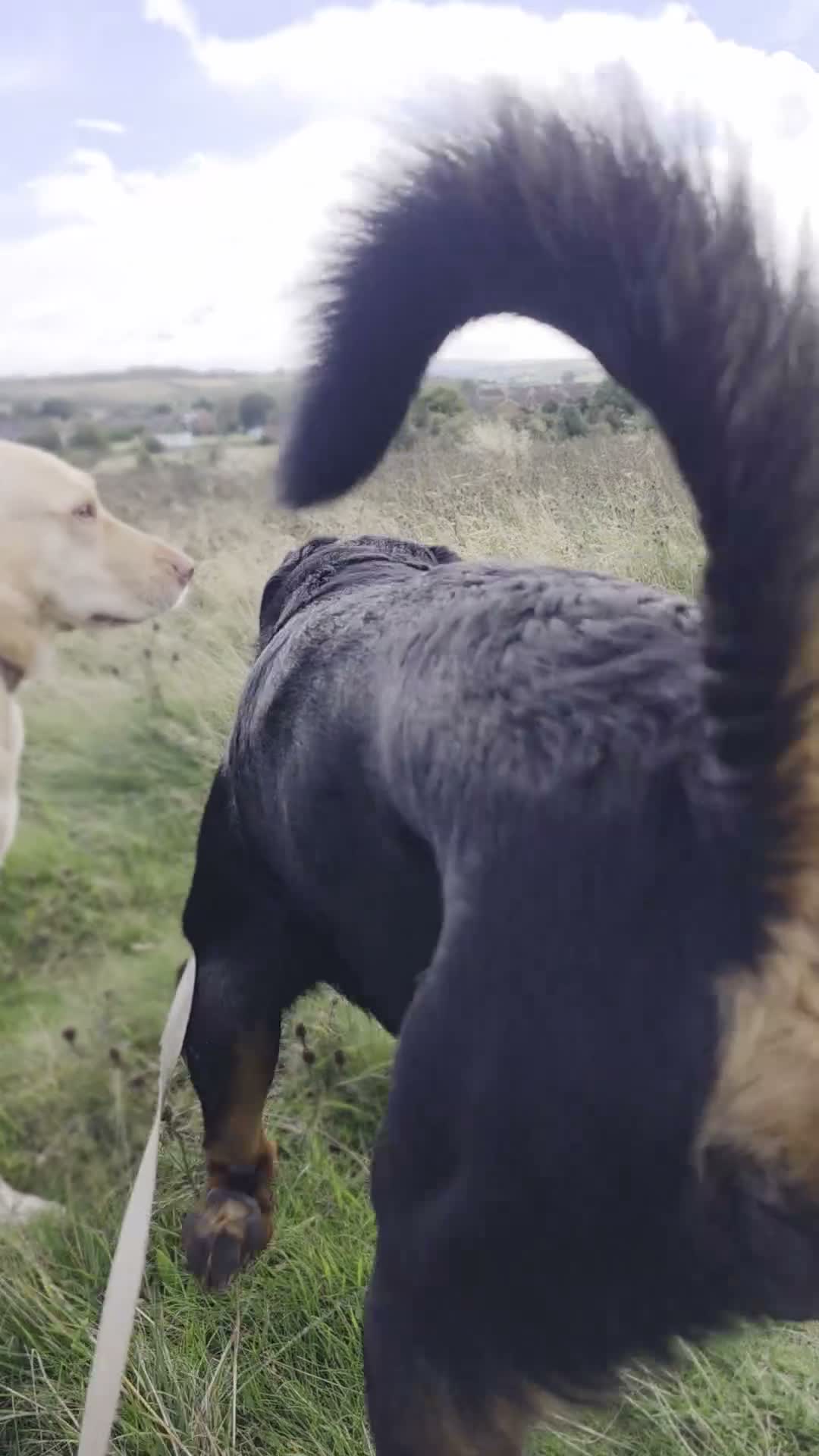 Rottweiler dogs for sale: Looking for his forever home - Video 3