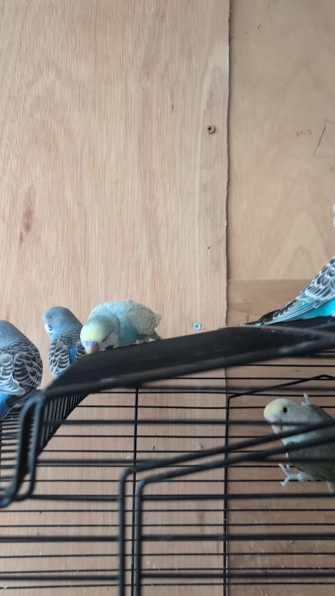 Budgerigars birds for sale: Baby Budgies - Video 2