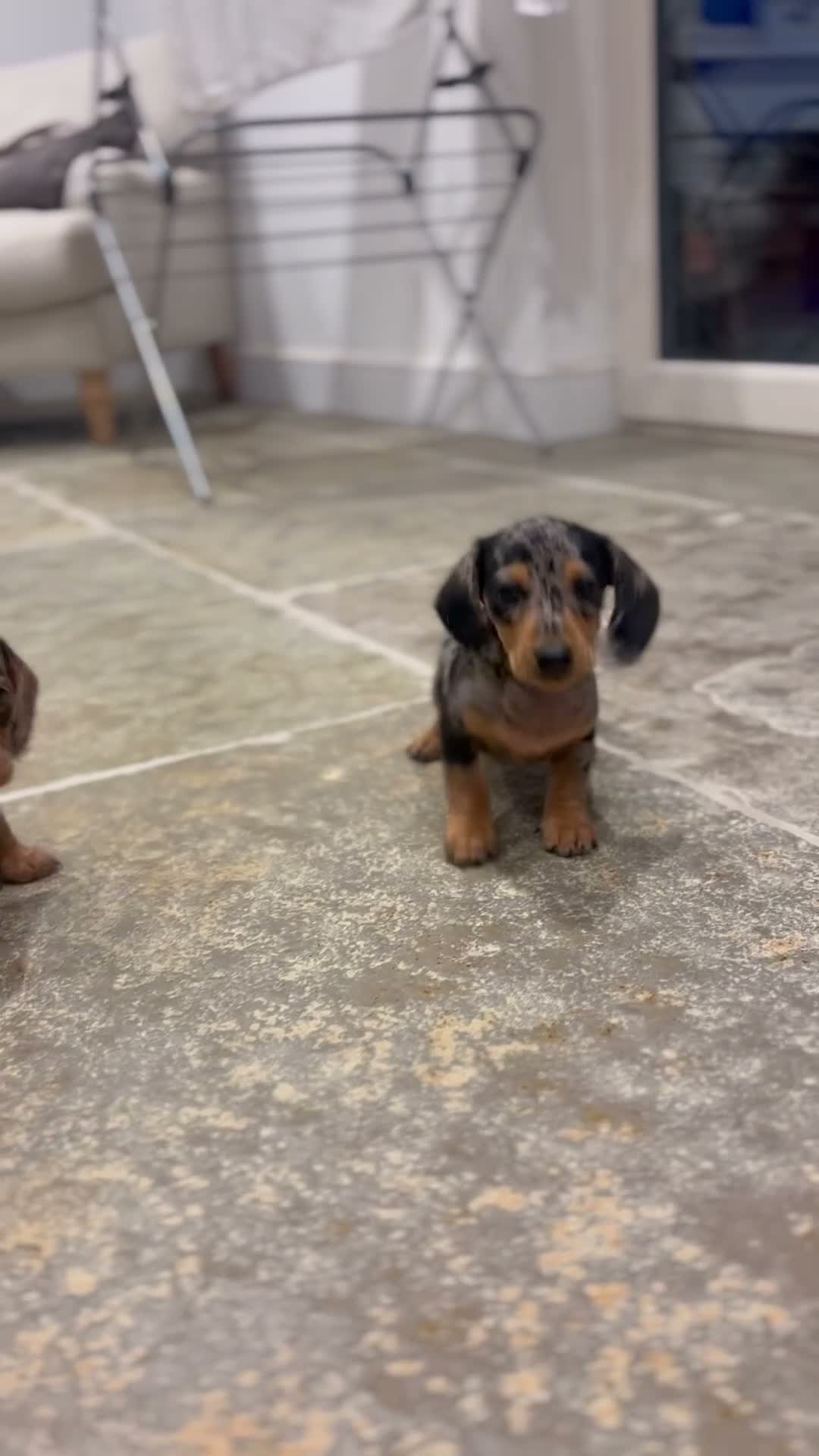 Miniature Dachshund dogs for sale: 2 stunning dapple miniature dachshunds  - Video 2