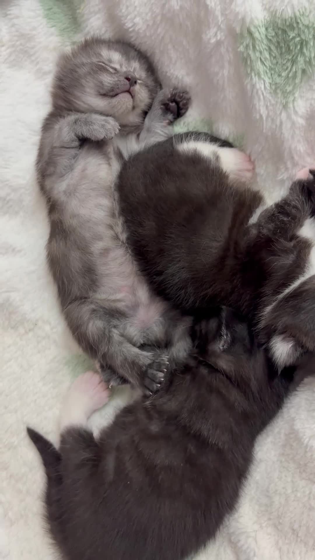 Maine Coon cats for sale: Polydactyl Maincoon cross  - Video 2