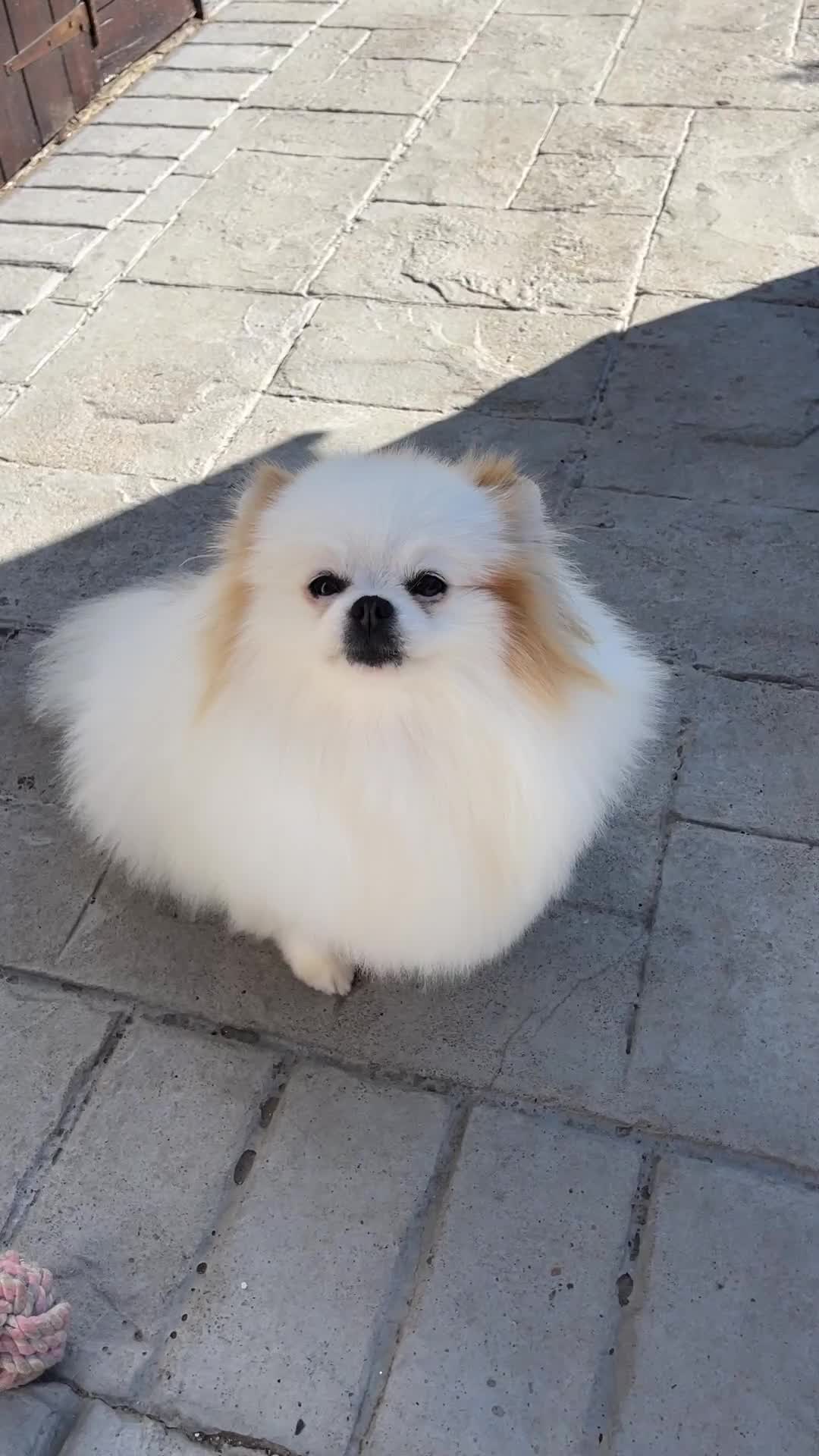 Pomeranian dogs for sale: Pomeranian girl looking for a new home🌟  - Video 1