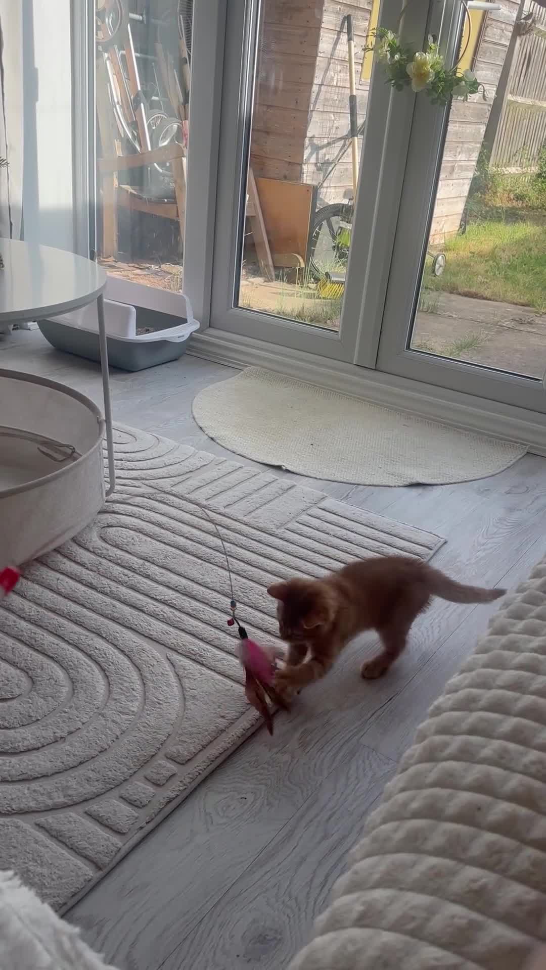 Mixed Breed cats for sale: 9 week old ginger kitten - Video 1