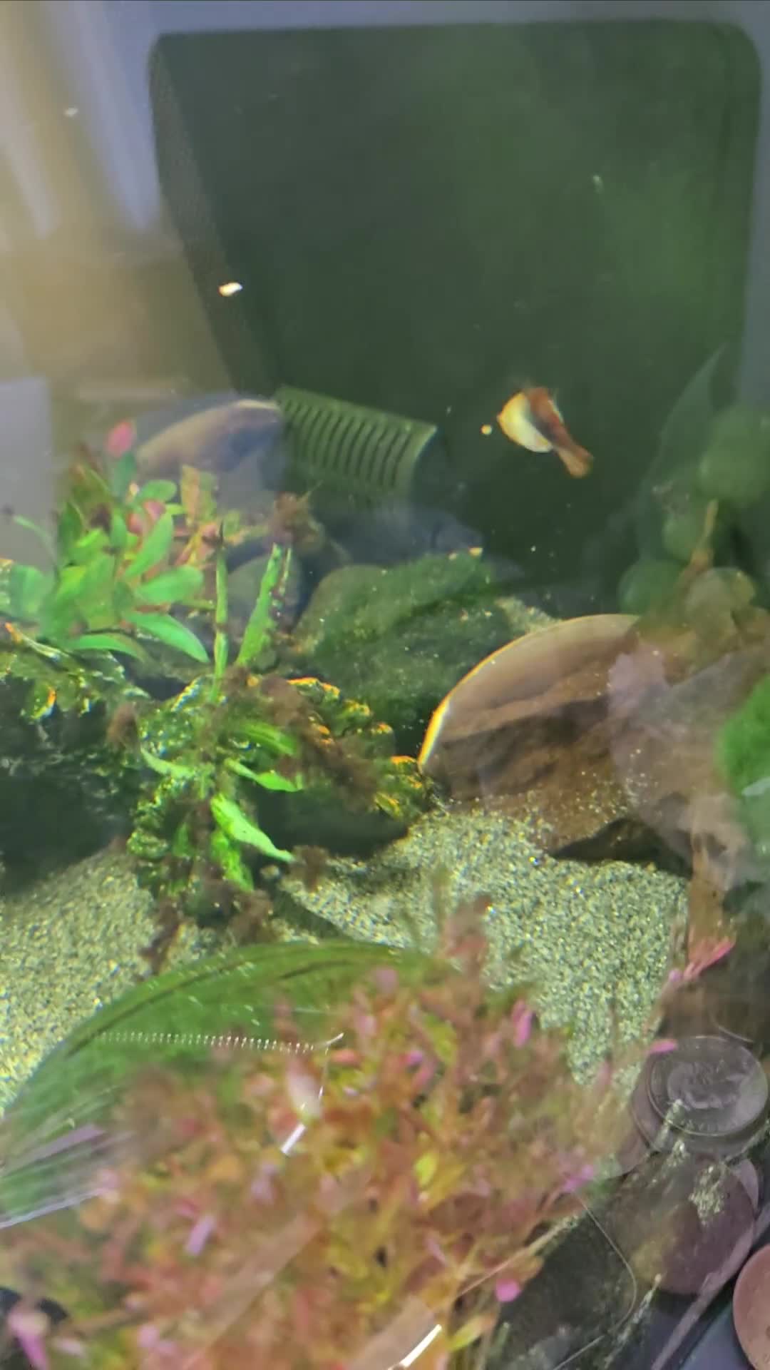Other/Mixed Breed fish for sale: Ghost Knife fish  - Video 2