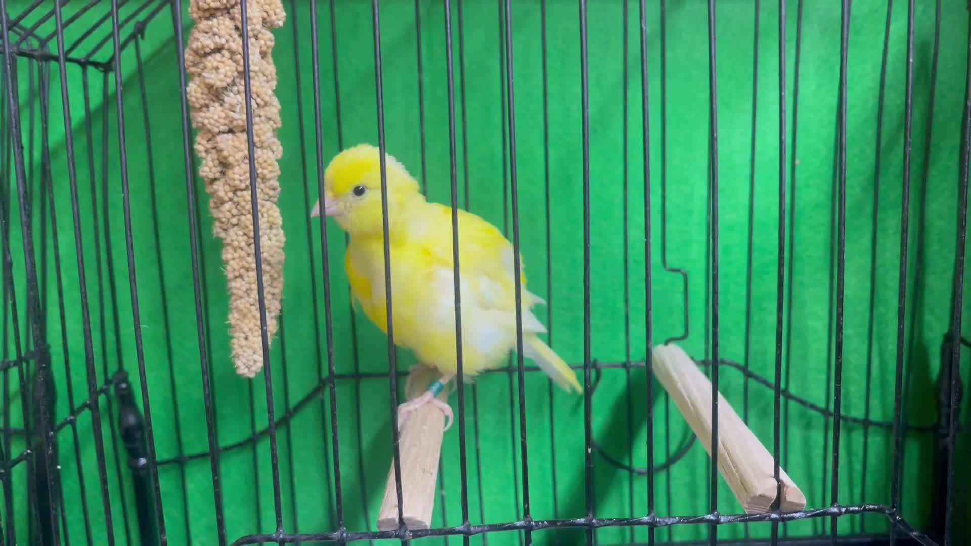 Canaries birds for sale: Young cock (male) canaries  - Video 1