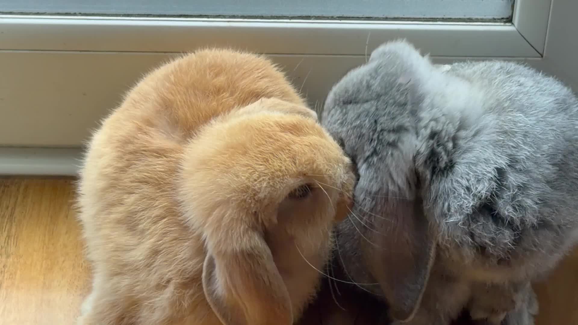 Mini Lop rabbits for sale: Two beautiful mini lop bunnies - Video 1