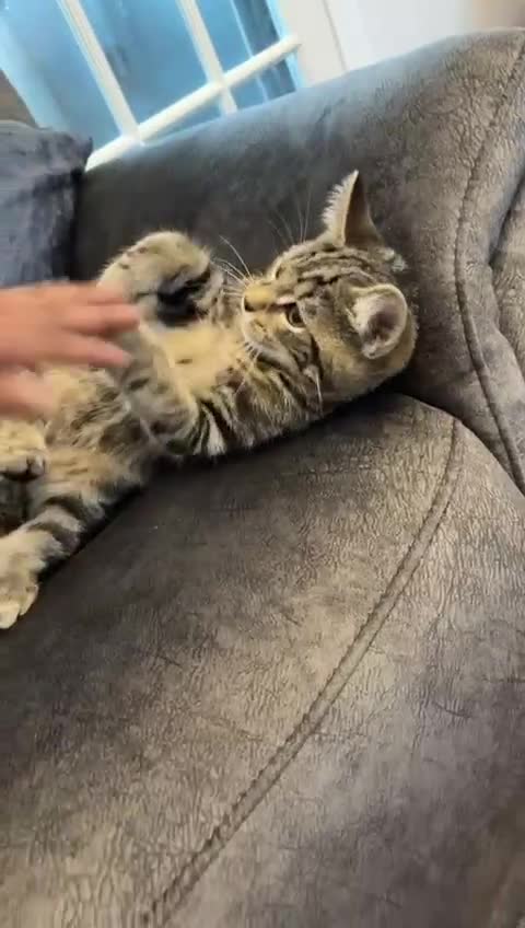 American Shorthair cats for sale: 3 Tabby kittens and 1 bombay kitten - Video 1