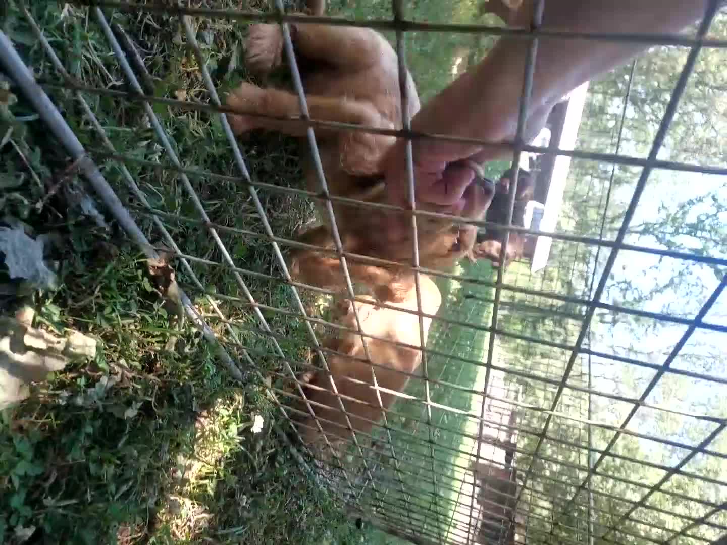 Cocker Spaniel dogs for sale: Kc health tested working cocker spaniel puppies - Video 1
