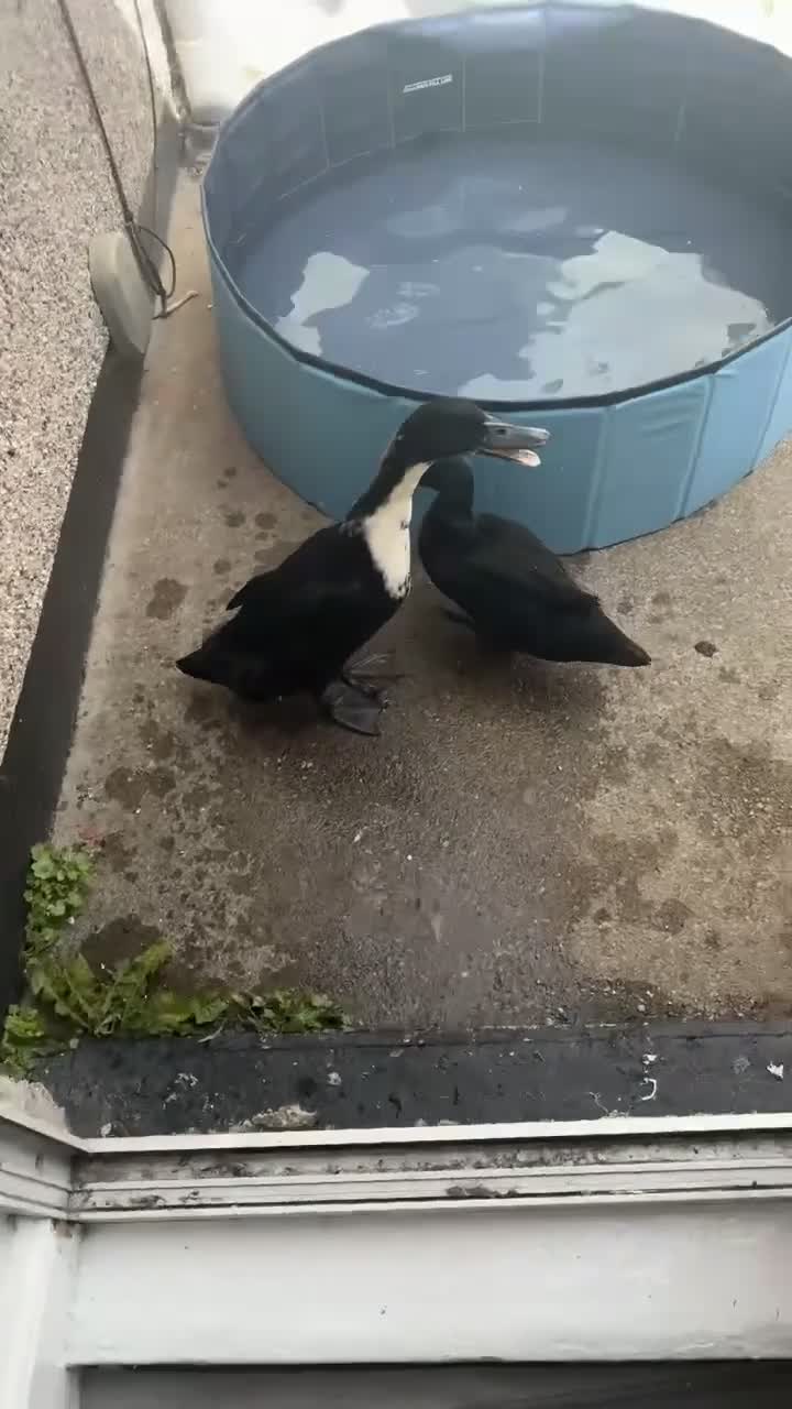 Ducks poultry for sale: Two female ducks - Video 1