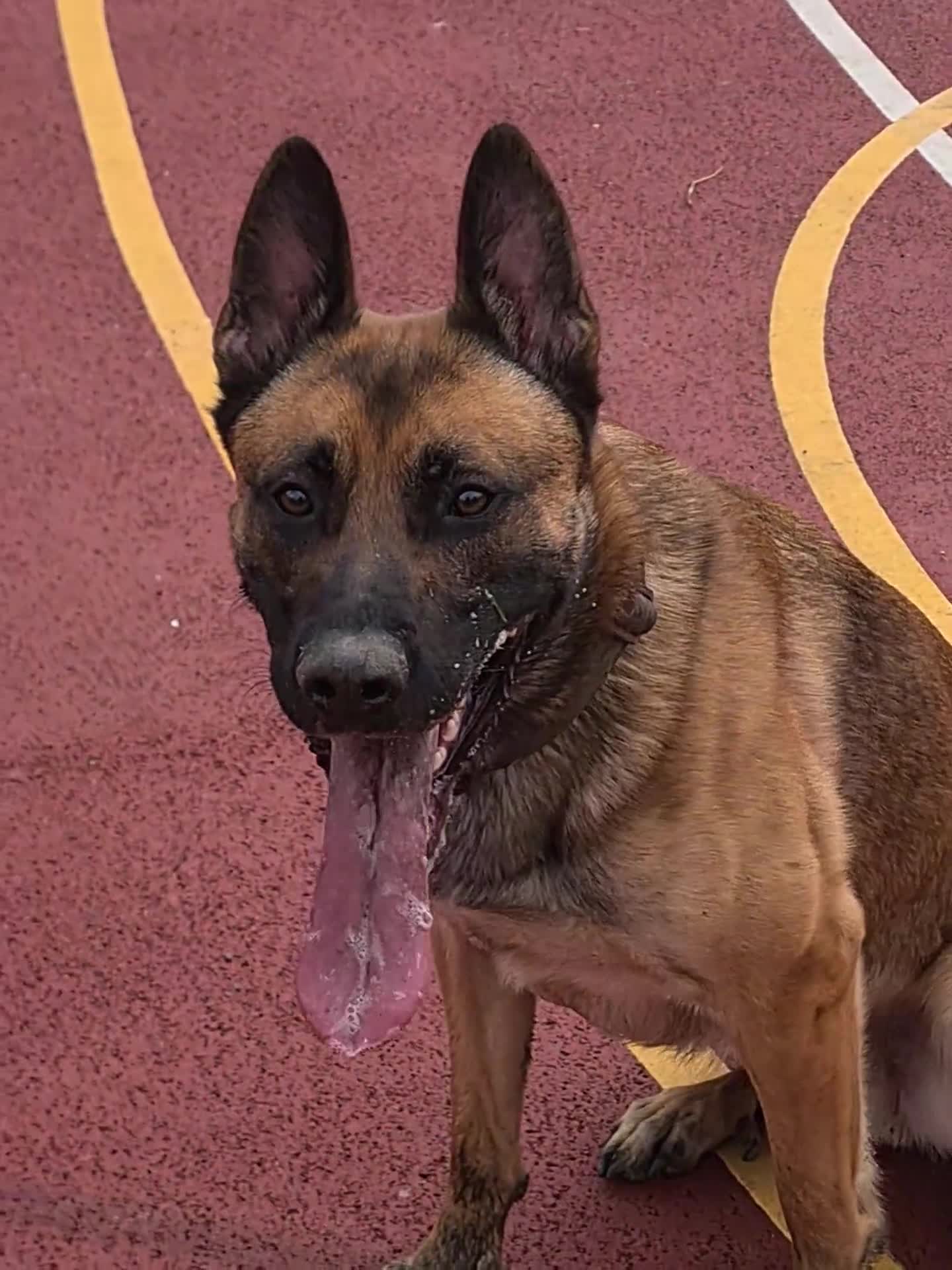 Belgian Shepherd Dog dogs for sale: Belgian malinois x german shepherd  - Video 2