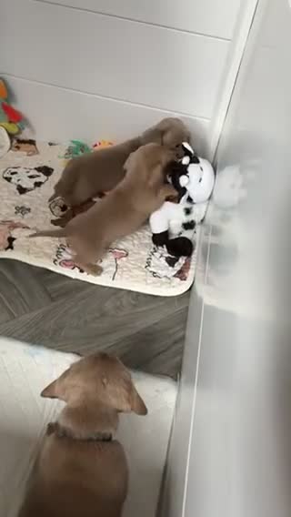 Miniature Dachshund dogs for sale: Mini Daxi Puppies Smooth Haired  - Video 1