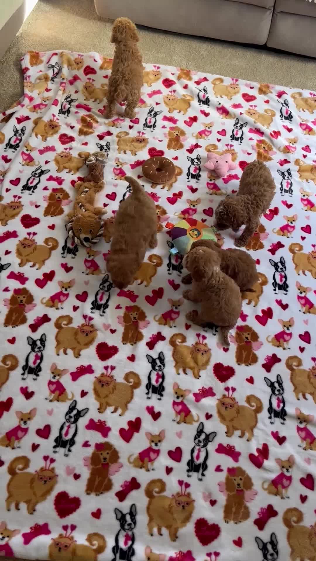 Cavapoo dogs for sale: Red Cavapoo pups - Video 3