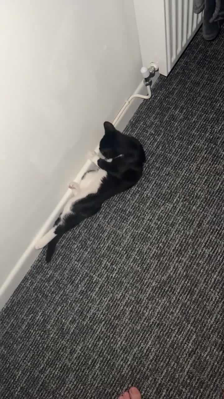 British Shorthair cats for sale: 8 month old Kitten Looking to be rehomed - Video 2