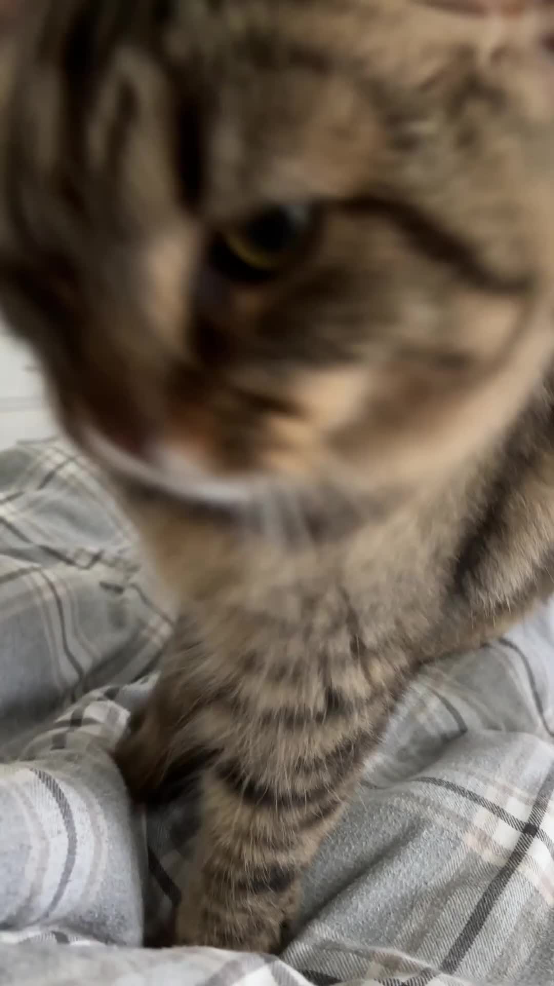 Siberian cats for sale: Stanley the cuddly Siberian - Video 1