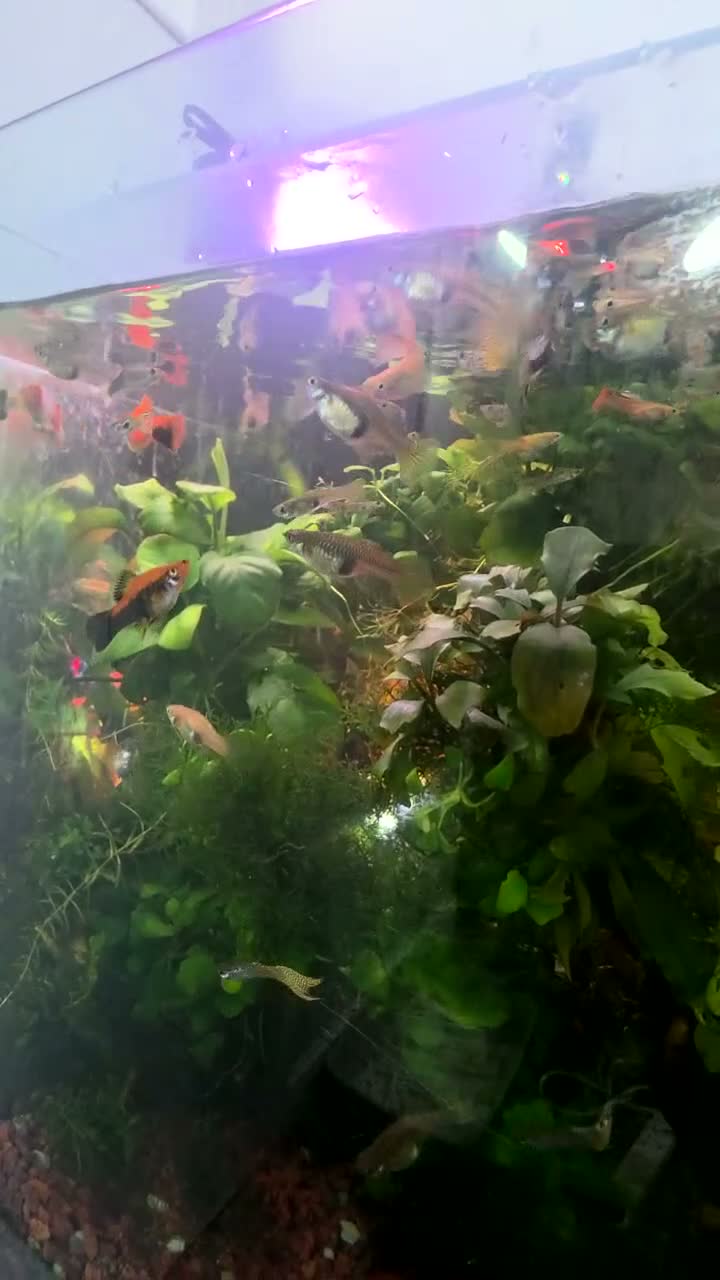 Other/Mixed Breed fish for sale: 80L Aquarium, Fish, Plants & Equipment in London - Video 3