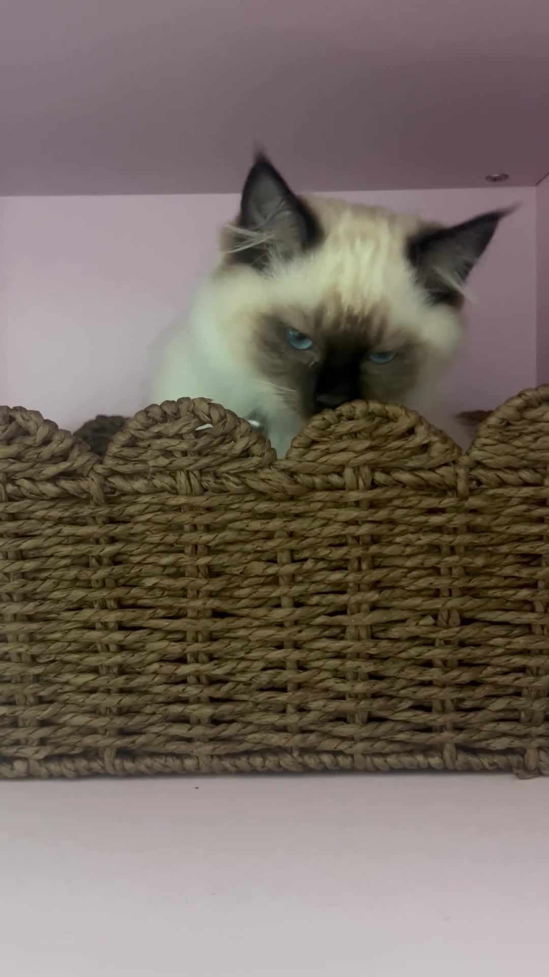 Ragdoll cats for sale: Male Ragdoll boy ready now - Video 1