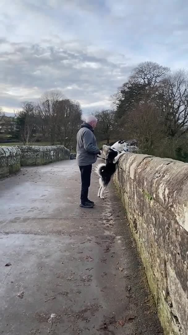 Siberian Husky dogs for stud: Stunning Blue eye Sibrian Husky for Stud(proven) in Liverpool - Video 1