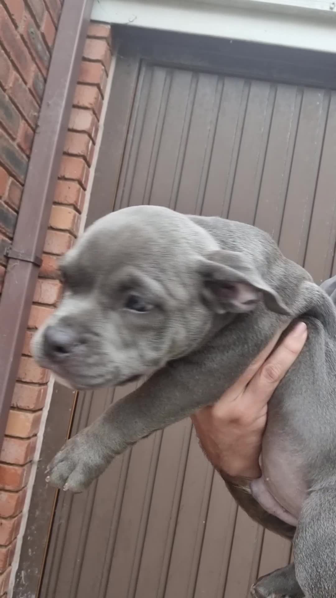 American Bully dogs for sale: David  - Video 3