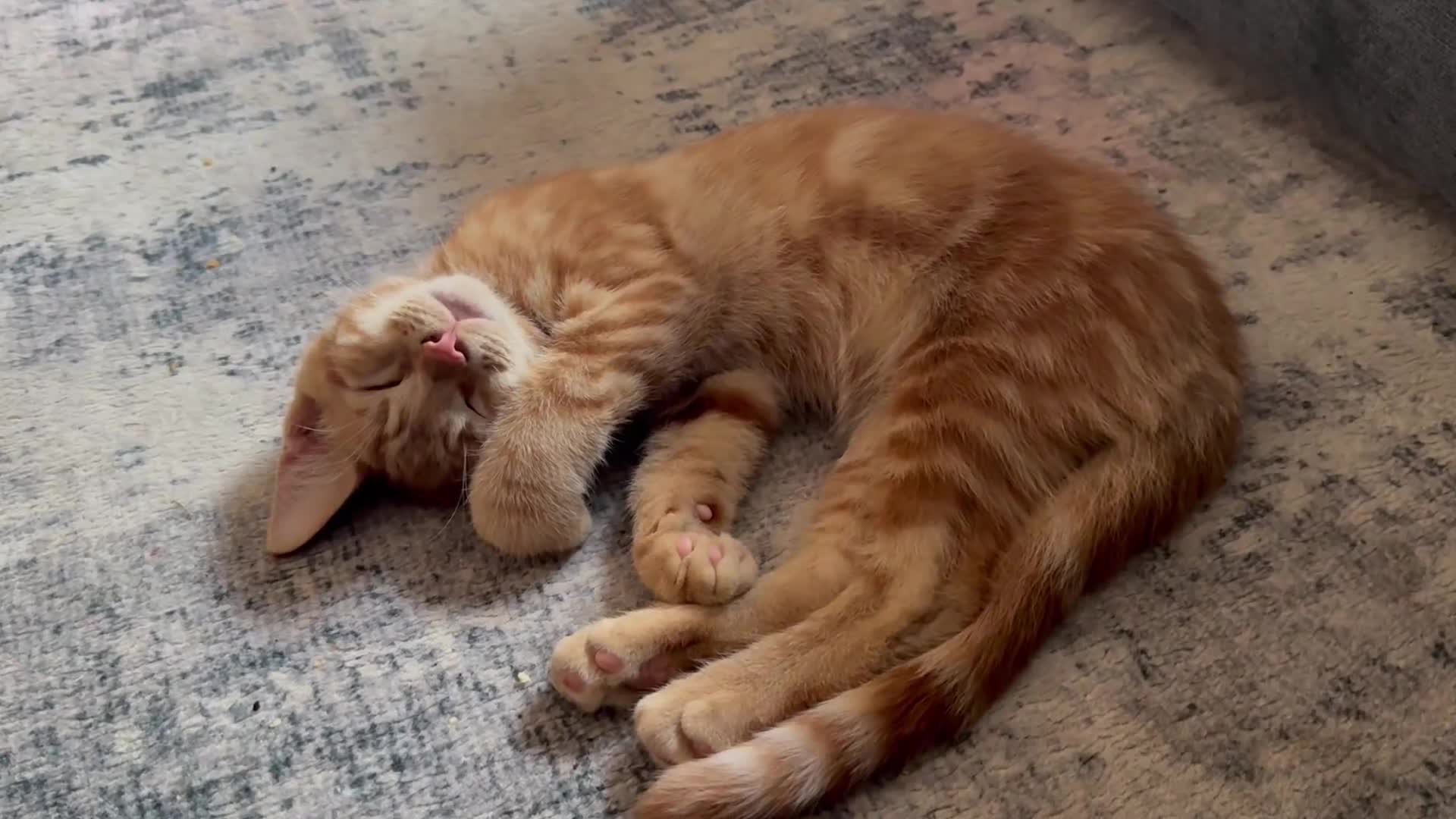 Maine Coon cats for sale: TORTOISESHELL MAINE COON X KITTENS - Video 1