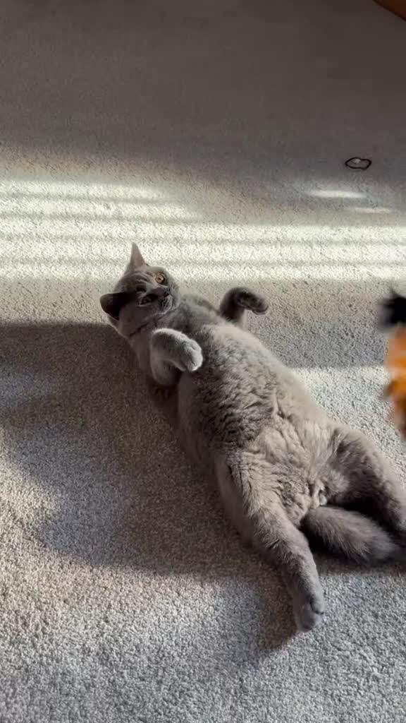 British Shorthair cats for sale: Beautiful Friendly Cat Looking for a Loving Home - Video 2