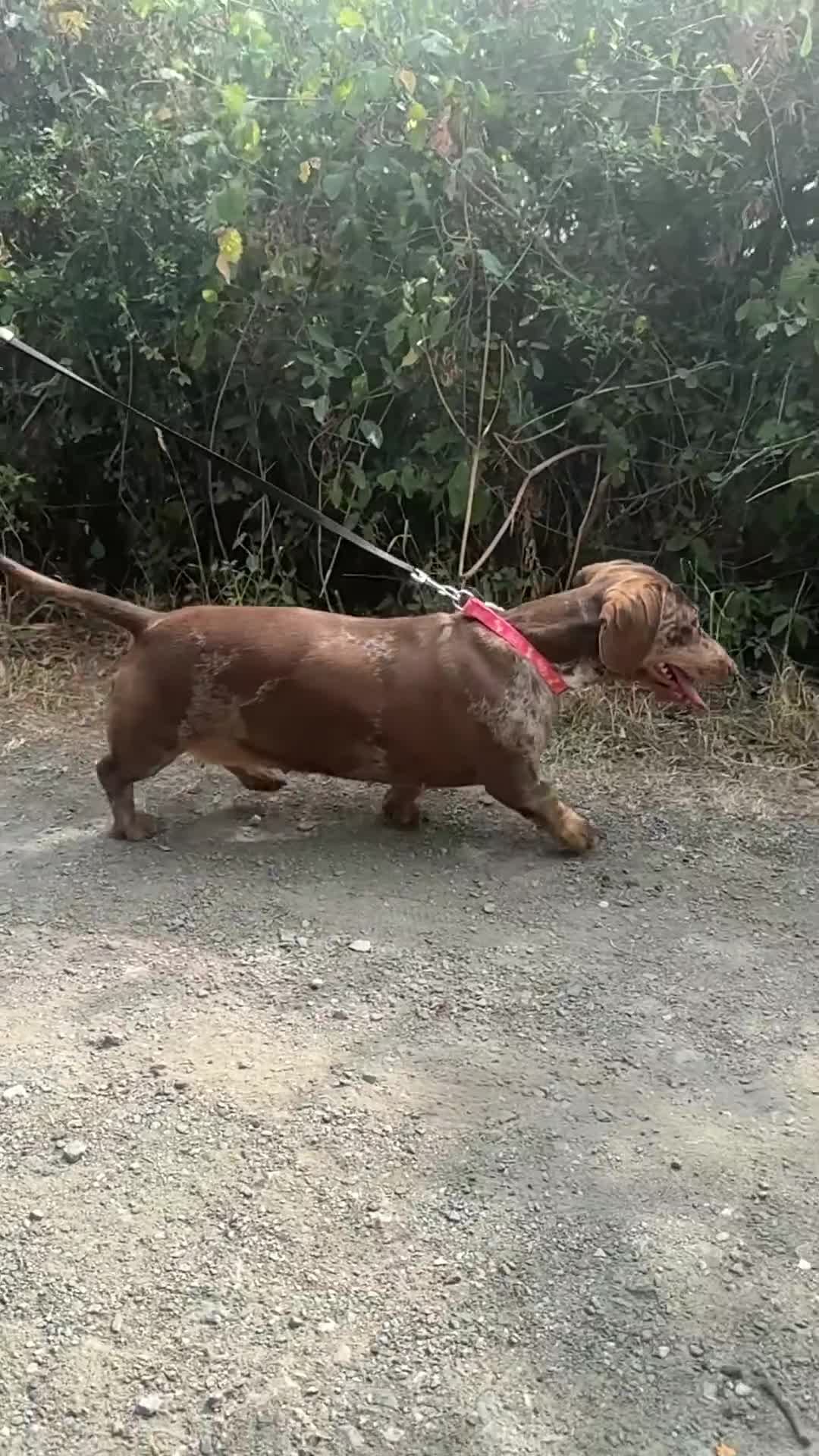 Dachshund dogs for sale: Beautiful Dachshunds READY TO LEAVE  - Video 1