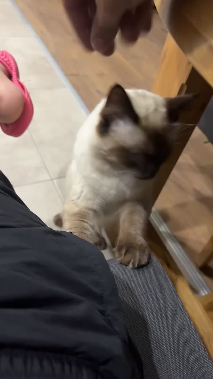 Mixed Breed cats for sale: Beautiful Ragdoll x Domestic Longhair Kittens - Video 1